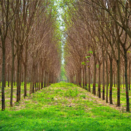 lupla quebracho colorado imagen